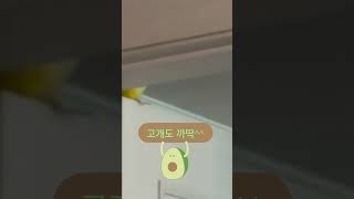 인사성도 밝은 사랑이#앵무새 #퀘이커 #parrot #…