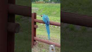 산책#청금강앵무새#shorts