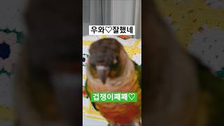엄마한테가고는싶지만^^♡ 겁많은코뉴어 #parrot #…