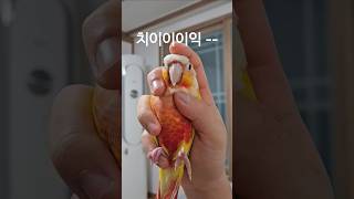 코뉴어 스프레이 칙칙  ... #코뉴어 #앵무새 #앵집사 #그린칙 #옐로우사이드 #썬칙 #집사 #반려동물 #conure #parrot #greencheek #pets