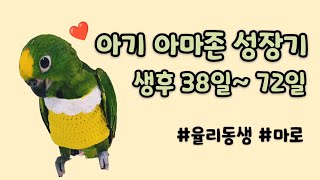 마로의 신비로운 성장기록 #황모자아마존 #아마존이유조 …