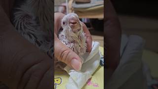 너무너무 맛있어 이유식 먹방                 #퀘이커앵무새 #퀘이커이유조 #이유식 #반려동물 #반려조 #분양