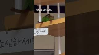 목청 엄청큰 내새끼들.. #앵무새 #코뉴어 #parrot