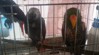 self injury Eclectus parrot th…