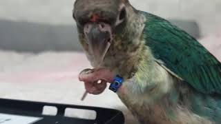 앵무새 뚜비의 간식시간