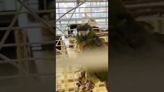 한스 마카우 앵무새와 '에엑~에엑~엑엑' 주고받기 Th…