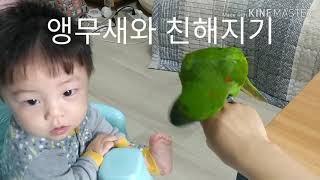 7개월 아기 한스마카우 앵무새랑 친해지기 1 7months baby meets hahnsmacaw parrot