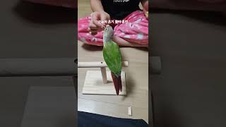 코뉴어#돌아 초기 훈련