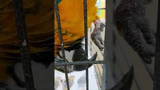 간식 달라고 온갖애교부리는 청금강 구름이 #구이앵무새체험장 #앵무새분양