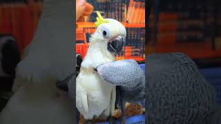 회색앵무, 미디움 코카투, 엄블렐라 코카투, 듀컵 코카투, 체스넛 마카우, 쟈딘앵무, 뉴기니아 앵무새예요.