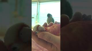 앵무새들이 졸릴때                        #앵무새 #코뉴어 #parrot  #birds #pets