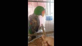 self injury Eclectus parrot th…