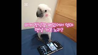 휴대폰 보는 엄마 #거울치료 하는 #엄브렐라코카투 #앵…