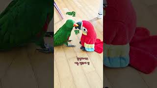 잔디 vs 앵무새 인형 ! 누가 이겼을까요? #shorts