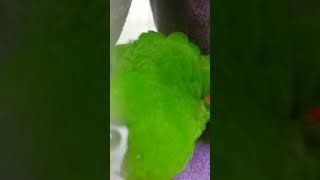 [한스마카우] 카메라 공격하는 사랑이