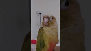 sad goodbye  #birds #fyp #shorts #viralvideos #conure #animals #talkingparot #healing #코뉴어 #앵무새 #동물