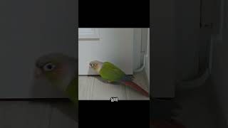 코뉴어 앵무새의 염탐 what is outside? #birds #앵무새 #parrot #코뉴어 #cute #일상 #conure
