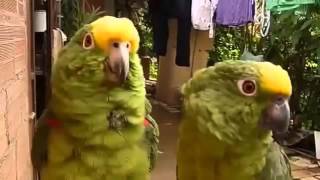 녹색 앵무새 노래, 비명과 두 재미 녹색 앵무새를 휘파람