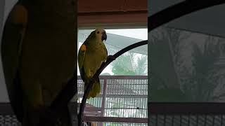 앵무새는 잔소리중