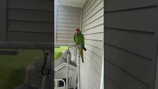 My military macaw parrot getti…