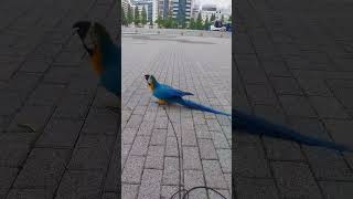 돌 가지고노는 루카 #청금강 #청금강앵무새 #마카우 #parrot #macaw #앵무새 #동물 #반려동물 #애완동물 #animal #루카 #산책