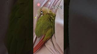 포근포근..앵무새가 주는 작은 행복 #코뉴어 #루티노퀘…