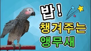 [수다쟁이 회색앵무 코코] EP21. 형아 밥 먹어~ 밥 잘 챙겨주는 앵무새!