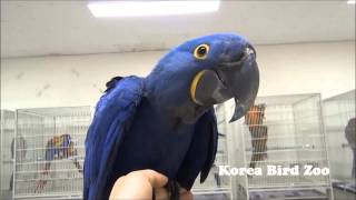 히야신스 수입영상