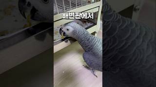앵무새 이렇게 놀아요  회색앵무 잠바