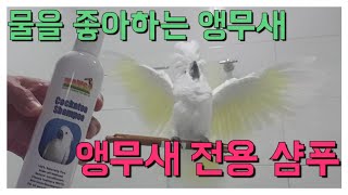 앵무새 전용 샴푸 - 목욕이 좋은 앵무새