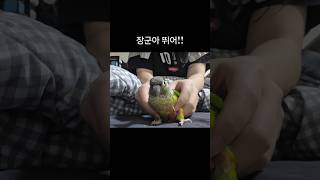 뚠딴뚠딴 코뉴어 장군이   #코뉴어 #앵무새 #앵집사 #반려새 #앵무새키우기 #그린칙 #옐로우사이드 ##집사 #반려동물 #conure #parrot #greencheek #pets