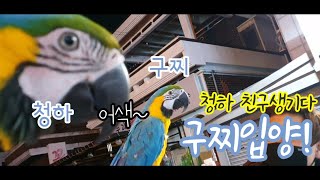 청금강 앵무새 청하 친구생기다~ &quot;구찌&quo…