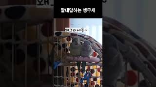 말대답하는 앵무새  #노래하는앵무새 #parrot #b…