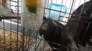 self injury Eclectus parrot th…