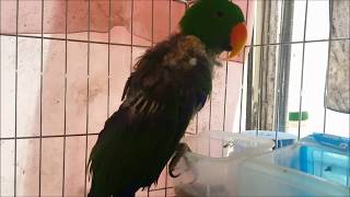 self injury Eclectus parrot th…