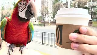 [루카월드] 앵무새와 산책하기 정말 좋아요