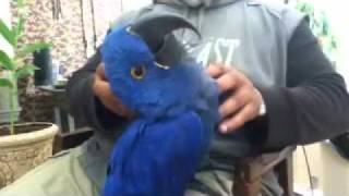 Scooby the Hyacinth macaw cudd…