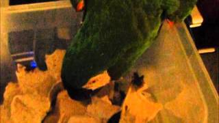 Severe Macaw Catching Crickets
