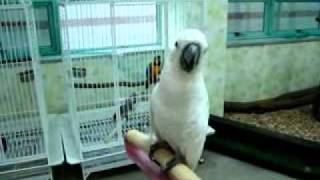 버드펫 "반갑다 재롱아" 엄브렐러 코카투(앵무새)