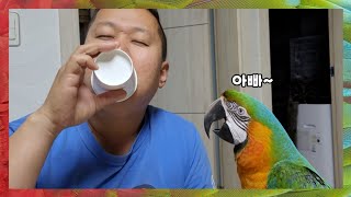 [할리퀸마카우 마르코] 아빠행동을 따라하는 앵무새 