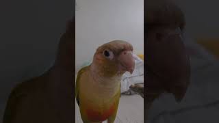 Yummy Baby Food #cuteparrot #c…