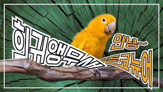 희귀앵무새 골든코뉴어! 화가달팽이의 이중생활 앵무새브리더!