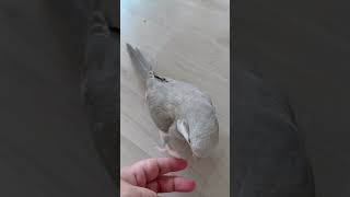 고추먹다 빈정상한 퀘이커 ㅋㅋㅋ #퀘이커앵무새