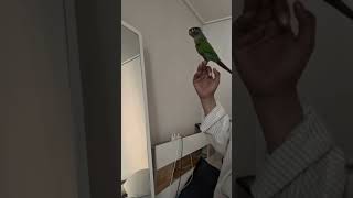 치킨 바나나  아이고 신나      #앵무새 #코뉴어