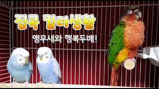 슬기로운 집콕생활 컬러앵무새가족