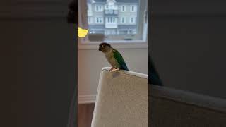 오늘도 어김없이 아침이 왔어요 #아기 #코뉴어앵무새 #conure