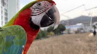 봄이라 설레이는 할리퀸 마카우 루카