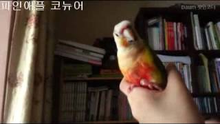 파인애플 코뉴어 (귀욤)