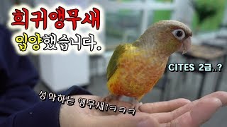 심쿵)희귀앵무새 입양했습니다.키워서 같이 노래해야지^^;;;; [정브르]