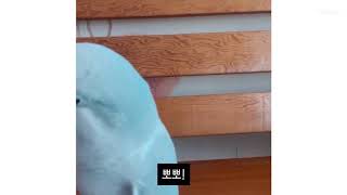 뽀뽀쟁이 퀘이커 앵무새 우주